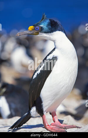 König Kormoran, Imperial shag (leucocarbo atriceps) auf Felsen, sea lion Island, Falkland Inseln, Süd Atlantik Stockfoto