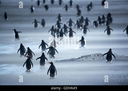 Eselspinguine (Pygoscelis papua) zu Fuß durch einen Sandsturm, sea lion Island, Falkland Inseln, Süd Atlantik Stockfoto