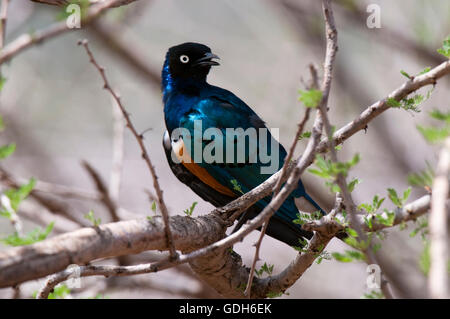 Superb Starling (Glanzstare Superbus), Samburu Nationalpark, Kenia, Afrika Stockfoto