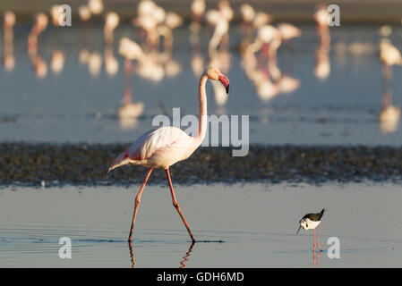 Rosaflamingo (Phoenicopterus Roseus), zu Fuß, auf der rechten Seite ein Stelzenläufer (Himantopus Himantopus) Stockfoto