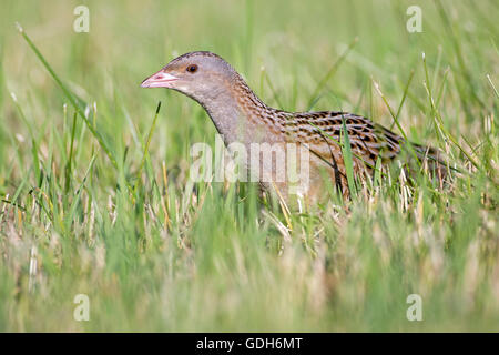 Wachtelkönig, Mais Crake oder Landrail (Crex Crex), Biosphärenreservat mittlere Elbe, Sachsen-Anhalt, Deutschland Stockfoto