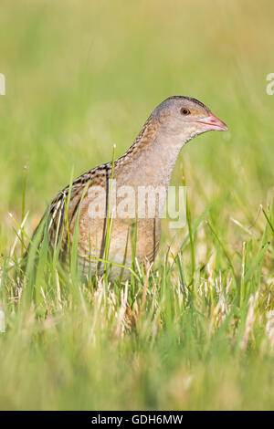 Wachtelkönig, Mais Crake oder Landrail (Crex Crex), Biosphärenreservat mittlere Elbe, Sachsen-Anhalt, Deutschland Stockfoto