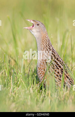 Wachtelkönig, Mais Crake oder Landrail (Crex Crex) aufrufen, mittlere Elbe-Biosphärenreservat, Sachsen-Anhalt, Deutschland Stockfoto