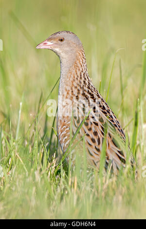Wachtelkönig, Mais Crake oder Landrail (Crex Crex), Biosphärenreservat mittlere Elbe, Sachsen-Anhalt, Deutschland Stockfoto
