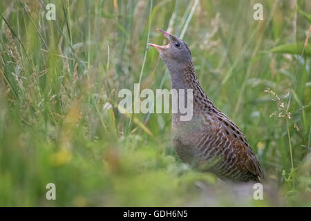 Wachtelkönig, Mais Crake oder Landrail (Crex Crex) aufrufen, mittlere Elbe-Biosphärenreservat, Sachsen-Anhalt, Deutschland Stockfoto