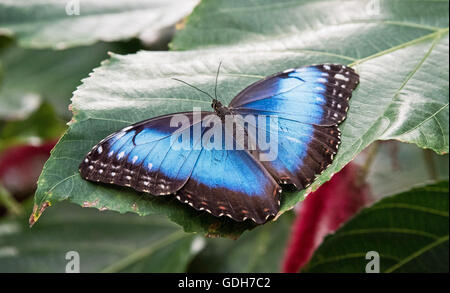 Blauen Morpho Peliedes auf einem Blatt Stockfoto