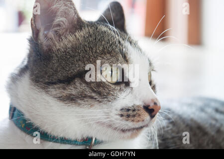 Porträt des Siamease Katze, stock Foto Nahaufnahme Stockfoto