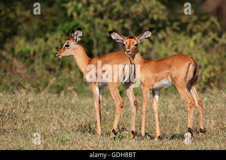 Zwei kleine Impala Antilope (Aepyceros Melampus) Lämmer, Lake-Nakuru-Nationalpark, Kenia Stockfoto