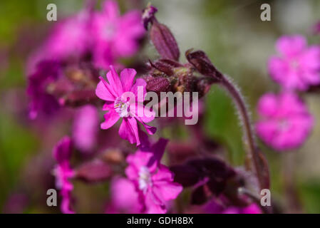 Red Campion, Silene Dioica, Wildblumen, Dumfries & Galloway, Schottland Stockfoto