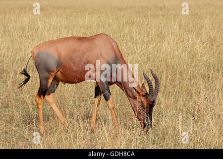 Eine Topi Antilope (Damaliscus Korrigum) Weiden, Masai Mara National Reserve, Kenia Stockfoto
