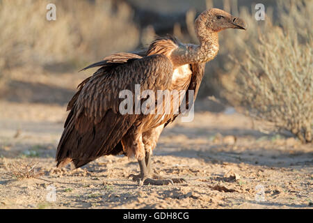 Ein Weißrückenspecht Geier (abgeschottet Africanus) sitzen auf dem Boden, Südafrika Stockfoto