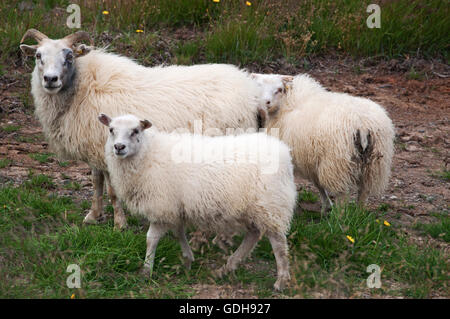 Island: Schafe in isländischen Landschaft Stockfoto
