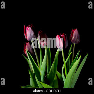 Rote Tulpen auf schwarzem Hintergrund Stockfoto