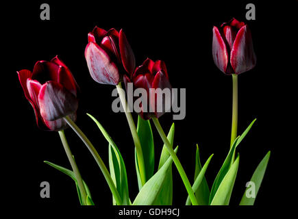 Rote Tulpen auf schwarzem Hintergrund Stockfoto