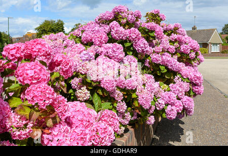 Rosa unten Hortensien (Hydrangea Macrophylla) wächst im Sommer in Großbritannien. Stockfoto