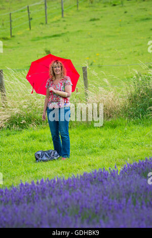 Besucher genießen den Lavendel an einem Tag der offenen Tür in der Lordington Lavender Farm, Lordington, Chichester, West Sussex UK im Juli - Frau mit rotem Schirm Stockfoto