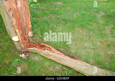 Vom Wind verwehten umgestürzten Baum Stockfoto