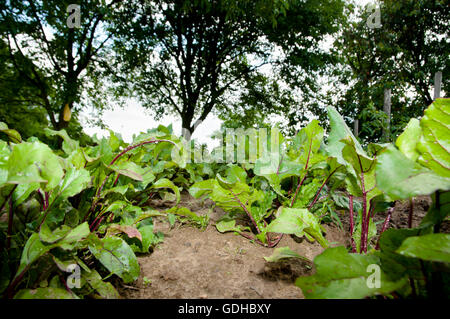 Biologisch angebaute rote Beete Stockfoto