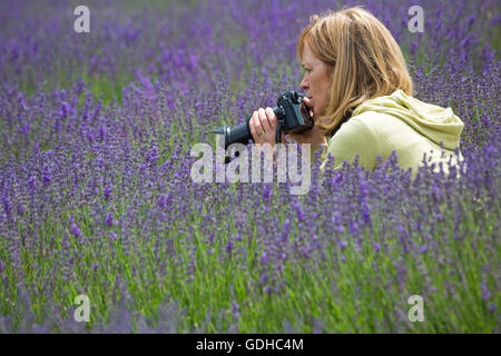 Besucher genießen den Lavendel an einem Tag der offenen Tür in der Lordington Lavender Farm, Lordington, Chichester, West Sussex UK im Juli - Frau macht ein Foto Stockfoto