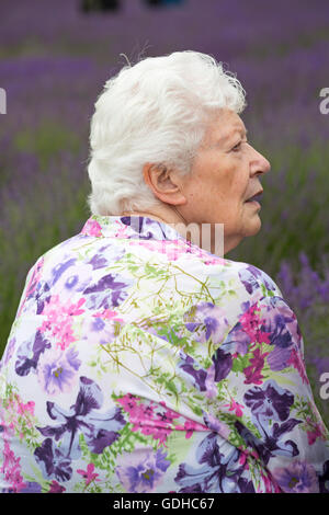 Besucher, ältere Frau, genießen den Lavendel an einem Tag der offenen Tür in der Lordington Lavender Farm, Lordington, Chichester, West Sussex UK im Juli Stockfoto