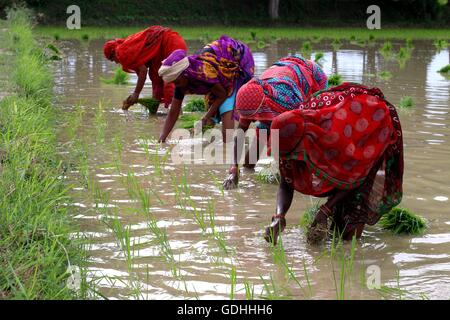 Allahabad, Uttar Pradesh, Indien. 17. Juli 2016. Allahabad: Frauen Landwirt Reis Setzlinge in ein Reisfeld am Stadtrand von Allahabad auf 17.07.2016 Pflanzen. Foto von Prabhat Kumar Verma © Prabhat Kumar Verma/ZUMA Draht/Alamy Live News Stockfoto