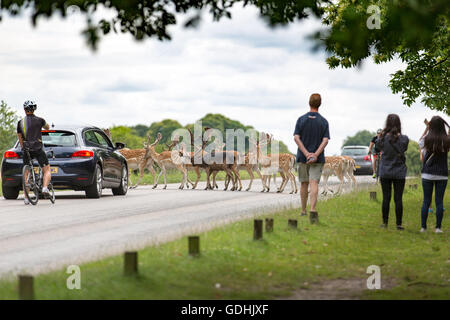 Richmond Park, London UK. 17. Juli 2016.Deer und Menschen im Park an einem sonnigen Tag. Fußgänger, Autos und Fahrräder zu stoppen wie die Damhirsche die Straße zu überqueren. Copyright Carol Moir/Alamy Live News Stockfoto