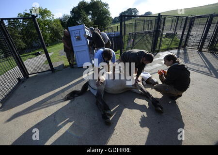 Dolni Dobrejov, Tschechische Republik. 16. Juli 2016. Zoo Prag Personal geladen Kisten mit vier Stuten der Przewalski-Pferde in der Akklimatisierung Station in Dolni Dobrejov, Tschechische Republik, auf Samstag, 16. Juli 2016. Die vier Pferde, geboren in Tschechien, stärkt die Herde in der westlichen Mongolei. © Michal Krumphanzl/CTK Foto/Alamy Live-Nachrichten Stockfoto