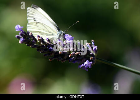 Köln, Deutschland. 18. Juli 2016. Ein Kohl weißen Schmetterling sitzt auf einer Lavendelblüte in Köln, Deutschland, 18. Juli 2016. Foto: FEDERICO GAMBARINI/Dpa/Alamy Live News Stockfoto