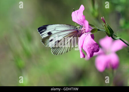 Köln, Deutschland. 18. Juli 2016. Ein Kohl weißen Schmetterling sitzt auf einer Blume in Köln, Deutschland, 18. Juli 2016. Foto: FEDERICO GAMBARINI/Dpa/Alamy Live News Stockfoto