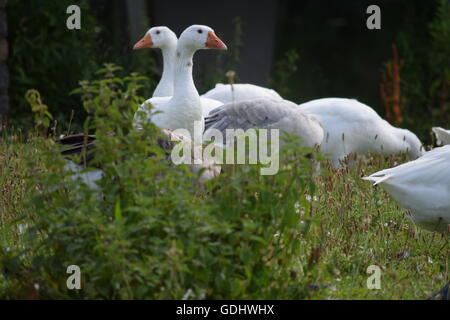 sieht aus wie zwei Spitze Gans Stockfoto