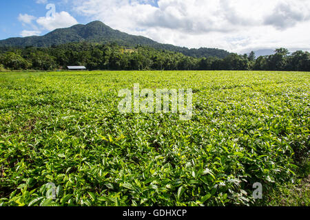 Felder der Tee Blätter in der Daintree Region Queensland, Australien Stockfoto