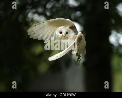 Nahaufnahme von einer Schleiereule im Flug Stockfoto