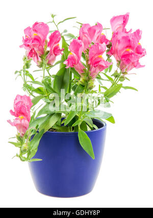 Isolierte eingemachte Blauer Drache Blume (Antirrhinum) Stockfoto