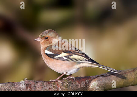 Gemeinsamen Buchfink auf einem Ast mit Vegetation im Hintergrund Stockfoto