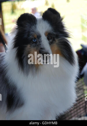 Wunderschöne blue Merle Sheltie bei lokalen Dog show Stockfoto