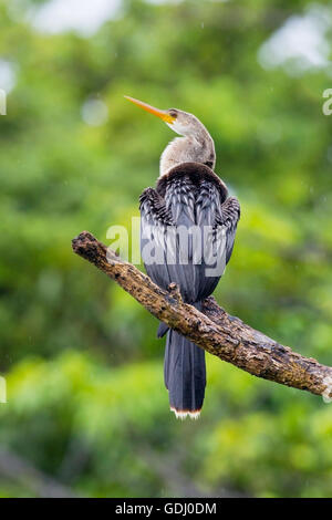 Amerikanische Darter (Anhinga Anhinga) thront auf Zweig des Baumes über Wasser Stockfoto