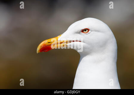 Erwachsenen weniger Black-backed Gull (Larus Fuscus) in der Zucht Lebensraum, zeigt Kopf Detail, Northumberland, England Stockfoto