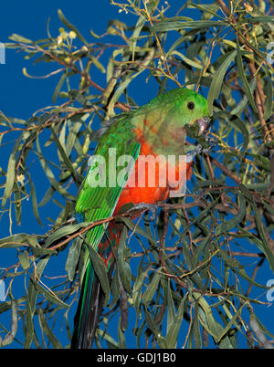 Lebhafte rote und grüne männliche australische König Papagei Alisterus Scapularis ernähren sich von Samen auf Flechtwerk / Akazie Baum gegen blauen Himmel Stockfoto