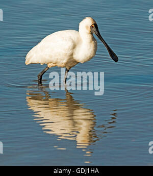 Königliche Löffler Platalea Regia mit einzigartigen Bill waten & spiegelt sich in der Spiegelfläche des blauen Wasser des Ozeans Inlet in Australien Stockfoto