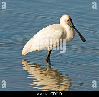 Königliche Löffler Platalea Regia mit einzigartigen Bill waten & spiegelt sich in der Spiegelfläche des blauen Wasser des Ozeans Inlet in Australien Stockfoto