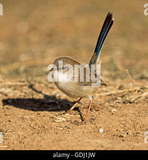 Juvenile männliche hervorragende Fee Wren Malurus Cyaneus mit dunkel blauen Schweif & braunen Federn auf roter Erde im australischen Wald Stockfoto