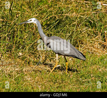 White-faced australische Reiher Egretta Novaehollandiae mit langen gelben Beinen schlich grasbewachsenen Flussufer auf der Suche nach Beute Stockfoto