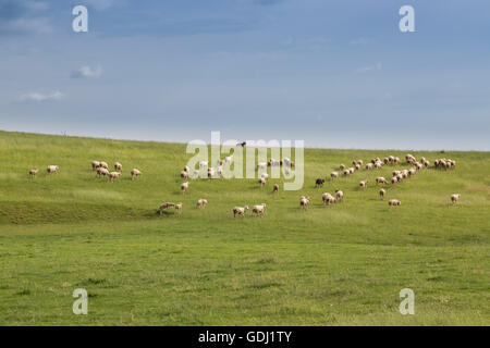 Schafe und Schafe Hund auf einer Frühlingswiese Stockfoto