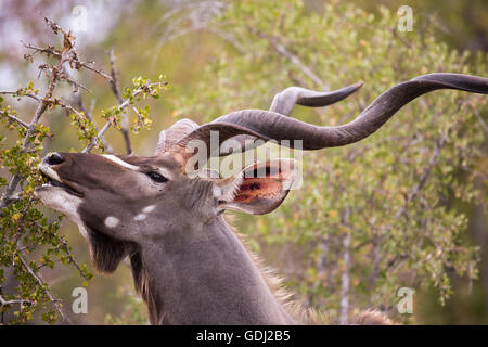 Große Kudu Stier (Tragelaphus Strepsiceros) Surfen auf einem Strauch Stockfoto