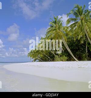 Geographie / Reisen, Malediven, Ihuru Atoll, Palmen gesäumten Strand Stockfoto