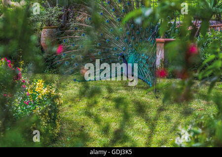 Pfaue im Garten von Château Raymond-Lafon, Sauternes, Gironde, Frankreich Stockfoto