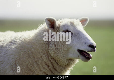 Zoologie / Tiere, Säugetier / Säugetier, Schafe (Ovis), detail: Kopf, Seitenansicht, Stockfoto
