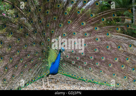 Pfaue im Garten von Château Raymond-Lafon, Sauternes, Gironde, Frankreich Stockfoto