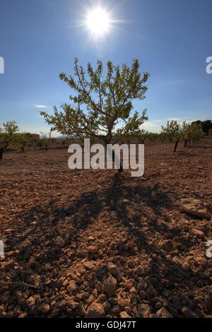 Mandelbaum, Murcia, Südspanien Stockfoto