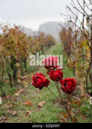 Rosen im Weinberg in der Nähe von Château La Mondotte, Saint-Émilion Stockfoto